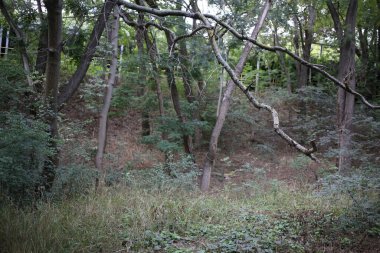 Toprakta kurumuş ölü ağaç