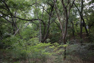 Toprakta kurumuş ölü ağaç