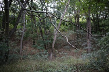 Toprakta kurumuş ölü ağaç