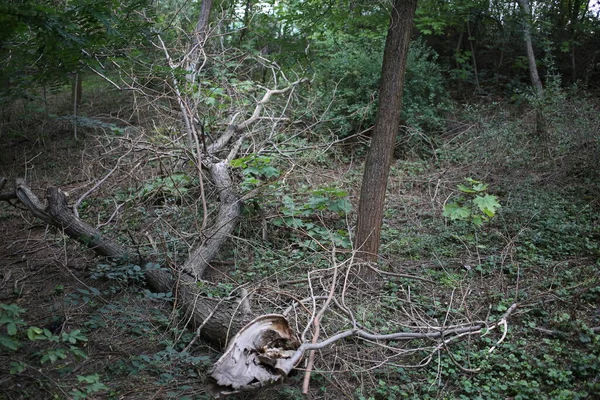 Засохшее Мертвое Дерево Пейзаже — стоковое фото