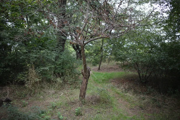 Verwelkter Toter Baum Der Landschaft — Stockfoto