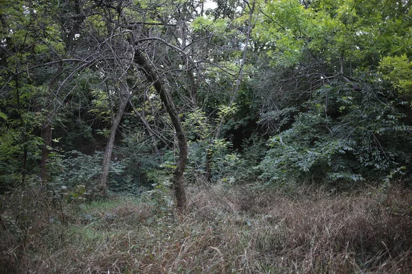 Verwelkter Toter Baum Der Landschaft — Stockfoto