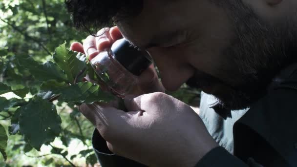 Сконцентрований Чоловічий Ботанік Використовуючи Handholed Loupe Magnifier Leaf Закрийте Статичний — стокове відео