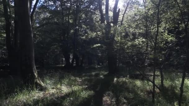 Ηρεμία Δάσος Φως Του Ήλιου Λάμπει Μέσα Από Την Κορυφή — Αρχείο Βίντεο