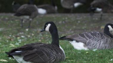 Koyu Gri Tüylü Kuğular Otların Üzerinde Dinleniyor. Düşük Açı, Statik Çekim