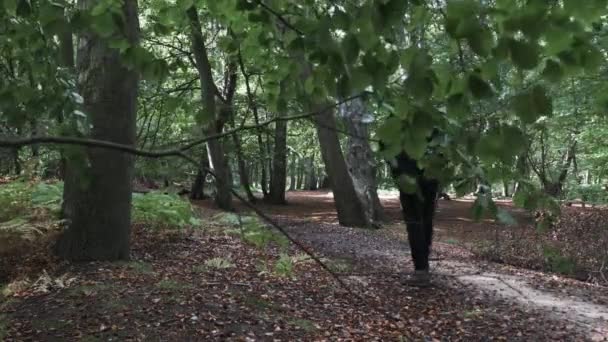 木の森の中をゆっくりと枝越しに歩く現代のカジュアル ボールド 静的ショット — ストック動画
