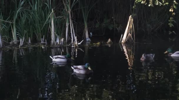 Een Kudde Mallard Eenden Die Zwemmen Een Vijver Terwijl Zich — Stockvideo