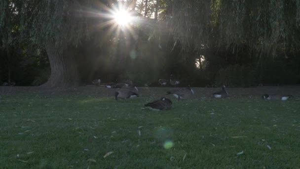 都市の池 ロンドン イギリスの銀行にあるカナダの社会的な群れに木を通して輝く美しい朝の日の出 — ストック動画