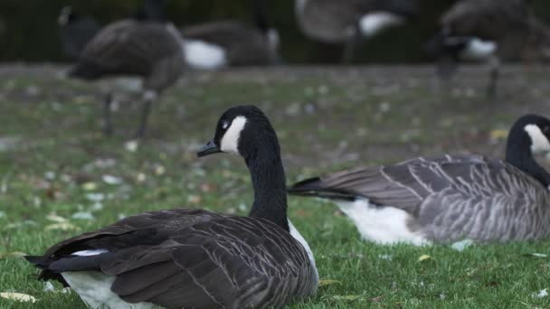 深灰色羽毛天鹅在草地上休息 低角度 静态射击 — 图库视频影像