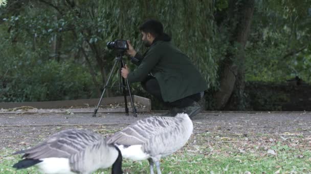 Homem Videógrafo Freelance Agachando Para Cisnes Filme Ângulo Baixo Tiro — Vídeo de Stock
