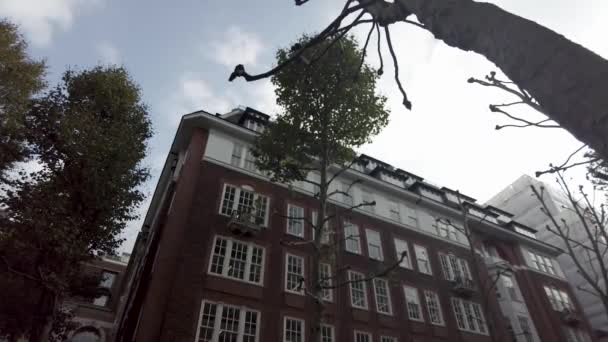 Smith Meydanı Ndaki Ağaç Kesiminden Düşen Dallar Düşük Açı Yukarı — Stok video