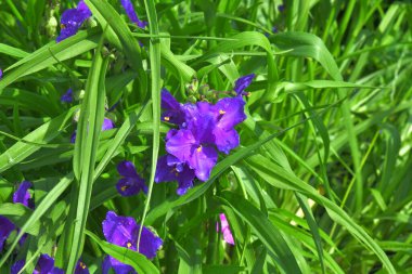Virginia Tradescantia 'nın mavi çiçeği çiy damlalarında