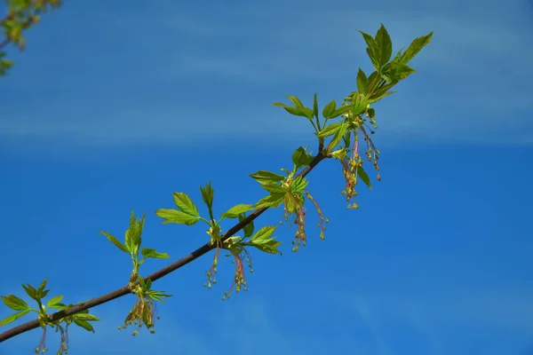 Jovem Primavera Folhas Verdes Fundo Azul Céu — Fotografia de Stock