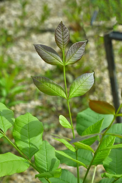 Een Twijgje Met Delicate Gradiëntkleurige Bladeren Tuin — Stockfoto