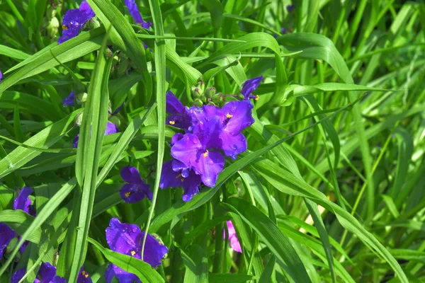 Niebieski Kwiat Wirginii Tradescantia Kroplach Rosy — Zdjęcie stockowe