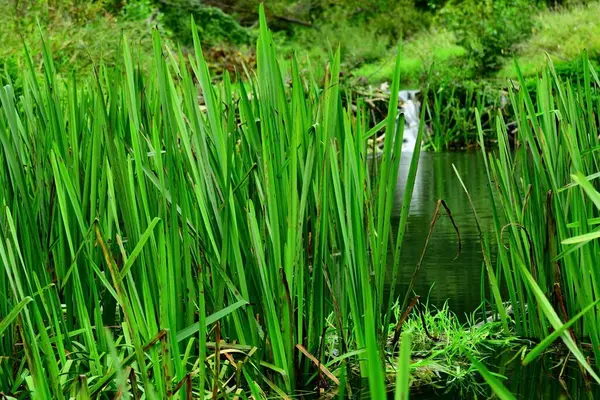 Hierba Verde Viento Sobre Agua — Foto de Stock