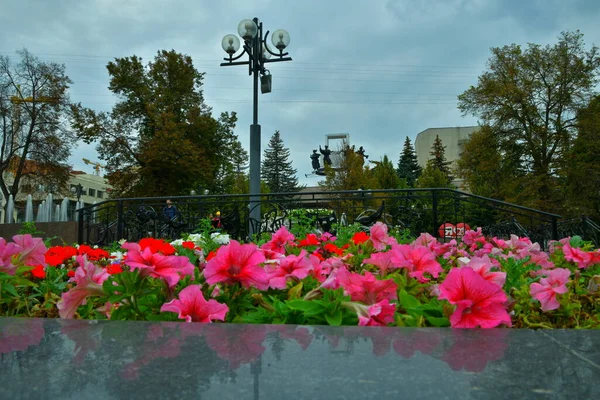 Міський Пейзаж Рожевими Петуніями Передньому Плані Драматичним Театром Деревами — стокове фото