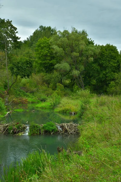 Fiume Con Una Diga Fatta Castori Nella Foresta — Foto Stock