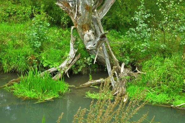 Secado Viejo Árbol Sobre Agua Fondo Hierba — Foto de Stock