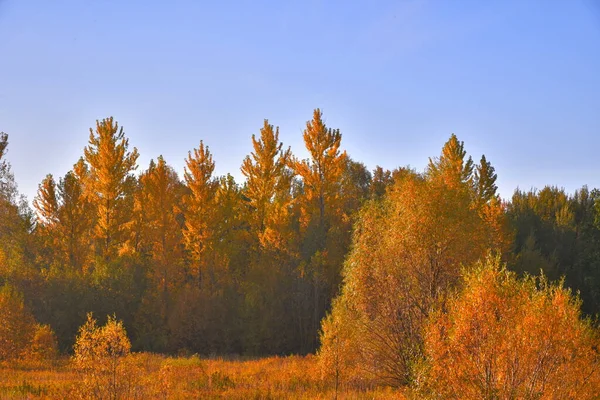 Φθινοπωρινά Δέντρα Στην Άκρη Του Δάσους Μια Ηλιόλουστη Μέρα — Φωτογραφία Αρχείου