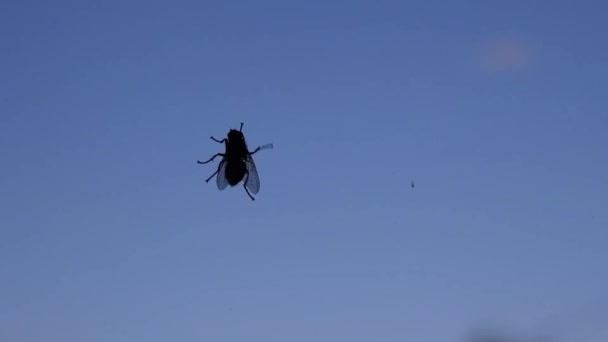 Uma Mosca Rastejando Até Vidro Câmera Lenta — Vídeo de Stock