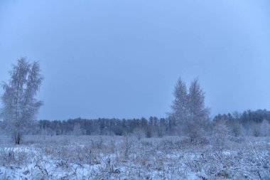 Kış ormanı ve kardaki çayır