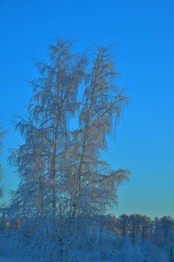 winter landscape with trees on a sunny day and a birch tree in the near future