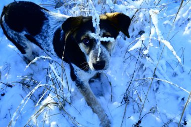 portrait of a mongrel puppy on white snow