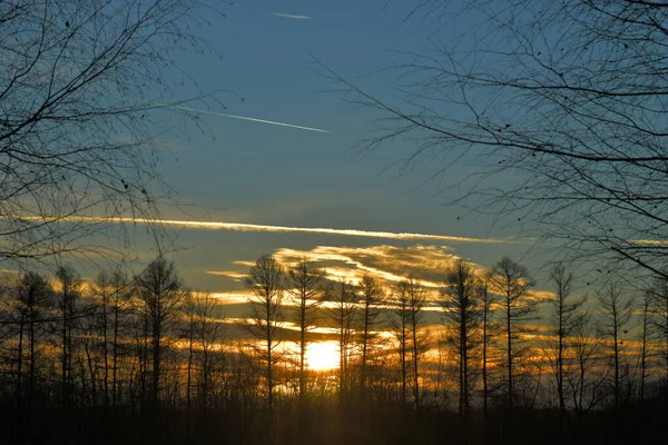 Abedules Nubes Invierno Amanecer — Foto de Stock