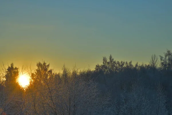 Κορυφή Μιας Σημύδας Φωτίζεται Από Τον Πρωινό Ήλιο — Φωτογραφία Αρχείου