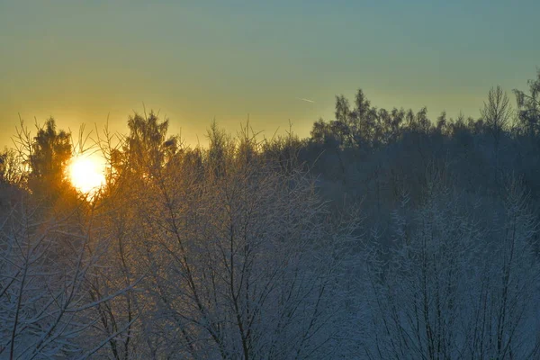 Κορυφή Μιας Σημύδας Φωτίζεται Από Τον Πρωινό Ήλιο — Φωτογραφία Αρχείου