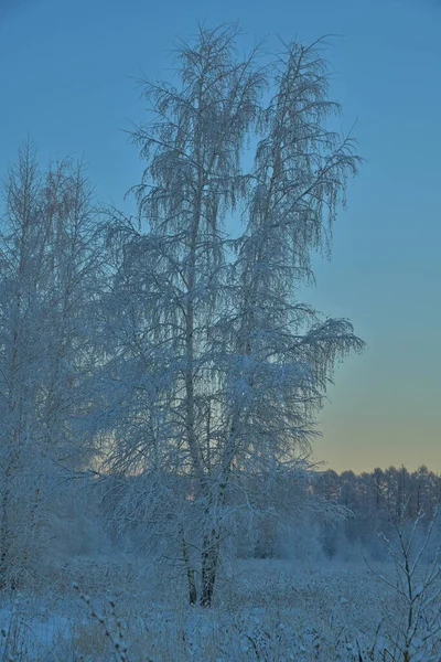 Paysage Hivernal Avec Des Arbres Par Une Journée Ensoleillée Bouleau — Photo