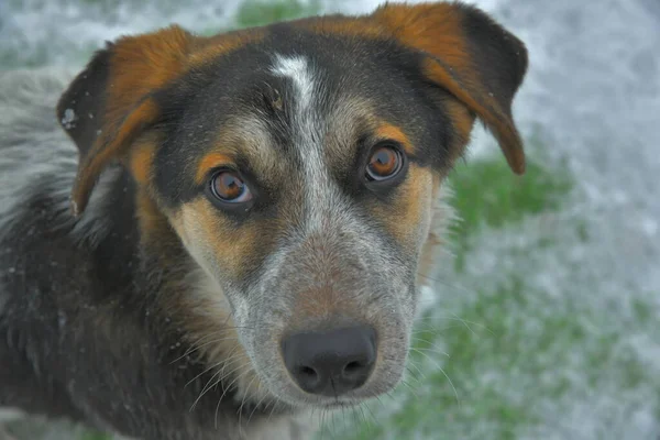 Portrait Mongrel Puppy White Snow — Fotografia de Stock