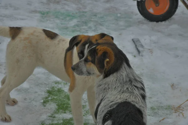 Pair Mongrel Puppies Background White Snow — Stockfoto