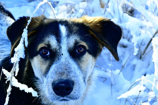 Portrait Mongrel Puppy White Snow — 图库照片