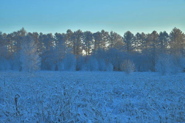 Χειμερινό Τοπίο Δέντρα Καλυμμένα Χιόνι Μια Ηλιόλουστη Ημέρα — Φωτογραφία Αρχείου
