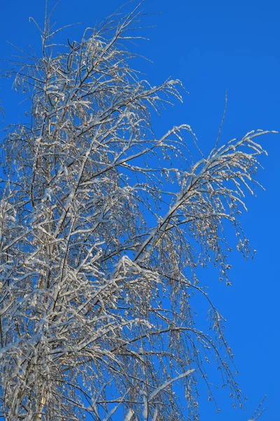 冬の日に青い空に細い白樺の枝が — ストック写真