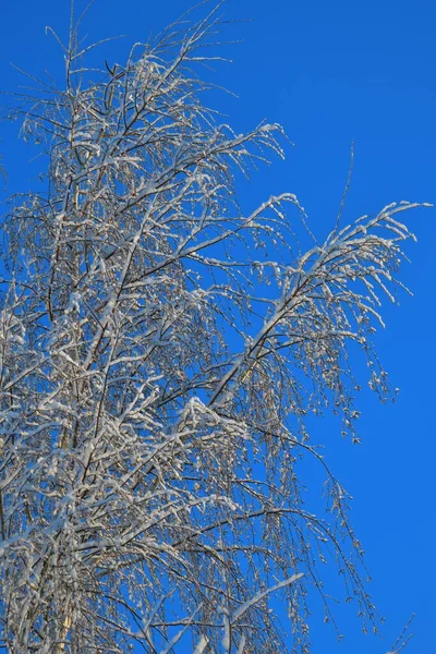 Thin Birch Branches Blue Sky Background Winter Day — Photo