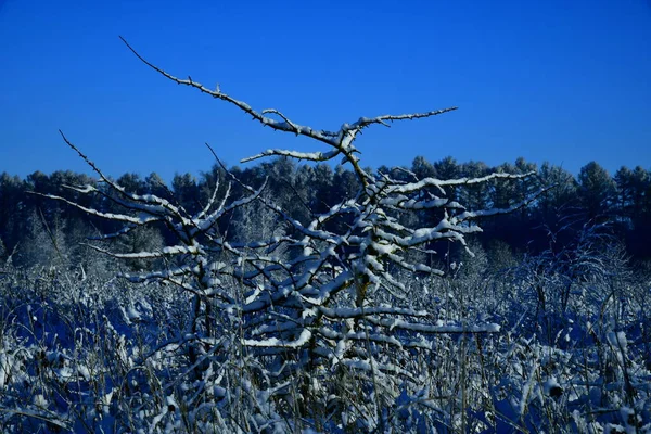 Παγετός Κλαδιά Θάμνου Πρώτο Πλάνο Χειμερινού Τοπίου — Φωτογραφία Αρχείου