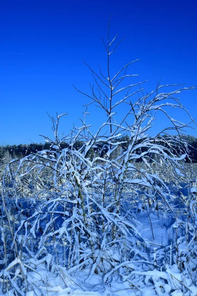 Fagy Egy Bokor Ágain Téli Táj Előterében — Stock Fotó