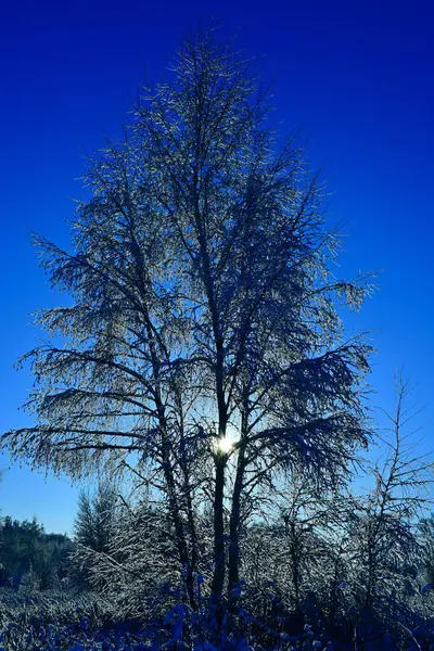 Snow Covered Birch Branches Blue Sky Rays Sun — Φωτογραφία Αρχείου