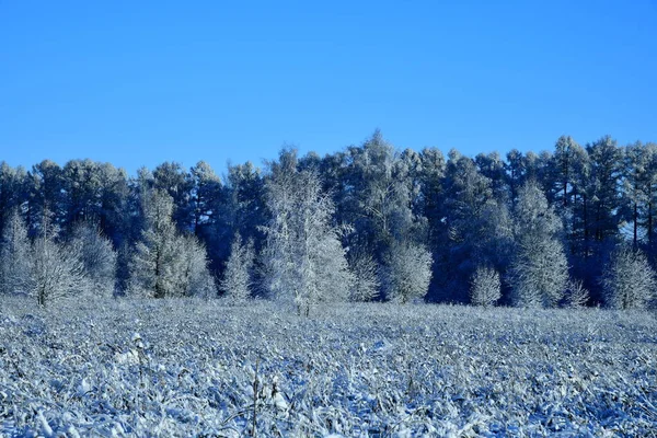 Paisagem Inverno Com Árvores Cobertas Neve Dia Ensolarado — Fotografia de Stock