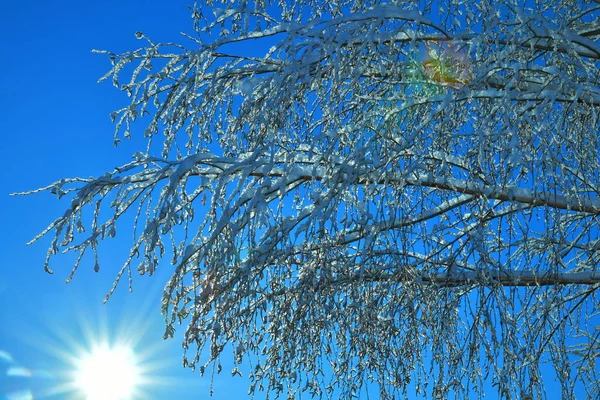 Thin Birch Branches Blue Sky Background Winter Day — Fotografie, imagine de stoc