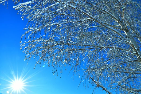 Thin Birch Branches Blue Sky Background Winter Day — Stock Fotó