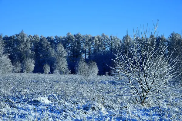 Zimní Krajina Zasněžené Stromy Slunečného Dne — Stock fotografie