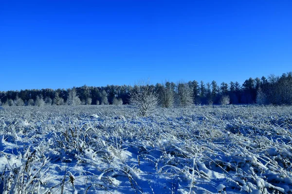 Paisagem Inverno Com Árvores Cobertas Neve Dia Ensolarado — Fotografia de Stock