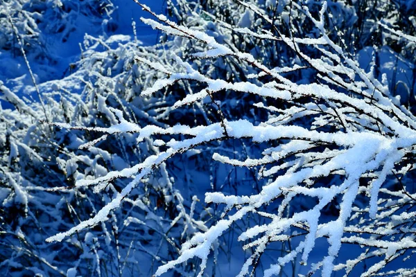 Thin Birch Branches Blue Sky Background Winter Day — Fotografie, imagine de stoc
