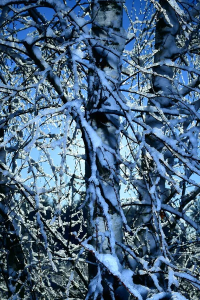 Snow Tree Branch Sunny Frosty Day —  Fotos de Stock