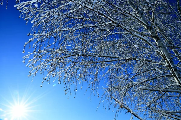 冬の日に青い空に細い白樺の枝が — ストック写真