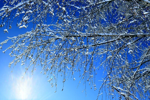 Thin Birch Branches Blue Sky Background Winter Day — Stock Fotó